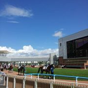 真夏にビールを片手に芝生で寝そべりながら競馬観戦！