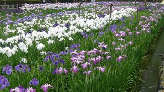 岩国吉香公園は菖蒲の名所