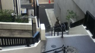 男坂より緩く下りやすい