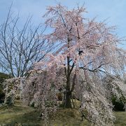 近場でこんなにきれいな桜