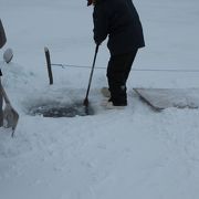 犬ソリチャンピオンのツアー会社