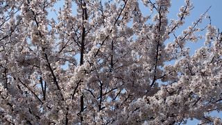 鯖の味噌煮定食