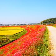 童話の里を彩る２００万本の彼岸花