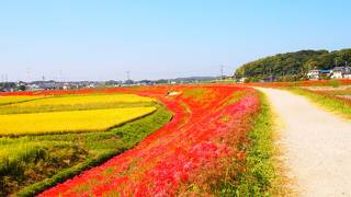 矢勝川堤の彼岸花