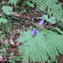 毒草　鳥兜の花。紫色を帯びた可憐な花。