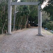 神明社境内にはスタジイの巨樹があります