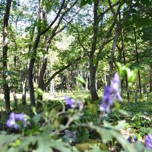 トリカブトの花です