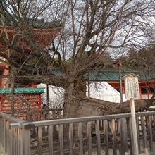 右近の橘と左近の桜です 左近桜は 平安時代より 紫宸殿 京都御所 右に位置する左近の桜 左近桜 さこんのさくら は 平安京の内裏にある紫宸殿正面の階段から見て左にあった桜の樹です By Kazukota 平安神宮のクチコミ フォートラベル