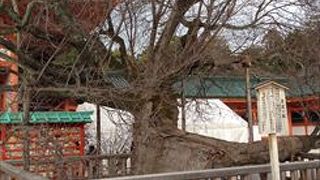 右近の橘と左近の桜です。左近桜は、平安時代より、紫宸殿（京都御所）右に位置する左近の桜. 左近桜（さこんのさくら）は、平安京の内裏にある紫宸殿正面の階段から見て左にあった桜の樹です。