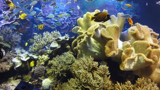 鳥羽水族館にいきました