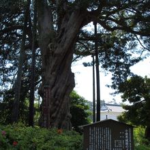 かなりの巨木です