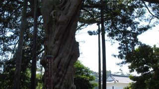 どっしりとした存在感のある巨木