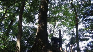 さくら広場の近く、大きなシラカシの木の下にあります