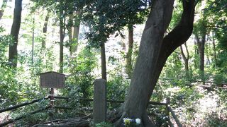 石神井松の風文化公園との境の歩道脇にあります