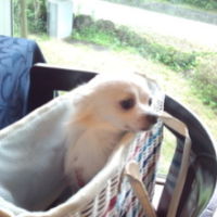 犬も一緒にレストランに行けます