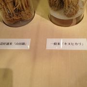 御酒を造る上で絶対に必要となる酒造好適米として山田錦と一般米であるキヌヒカリを展示してあります。