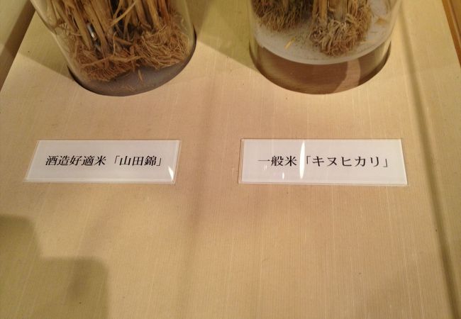 御酒を造る上で絶対に必要となる酒造好適米として山田錦と一般米であるキヌヒカリを展示してあります。