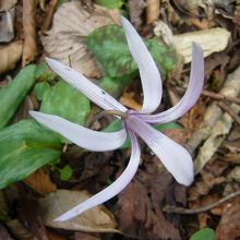 ミノコシ峠のカタクリの花　その２