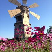 風車と季節の花がきれい