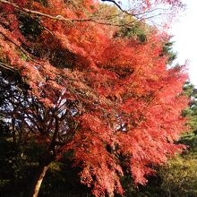 昨年の六義園の紅葉