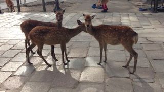 やっぱり糞だらけ～～