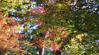 東京での絶景紅葉スポット