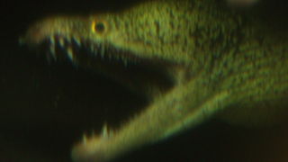 気軽に行ける都内の水族館。