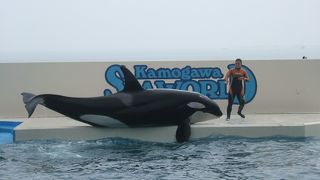 期待を裏切らないシーワールド！