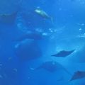美ら海水族館　