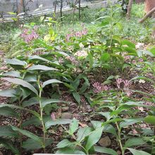 庭(崖下)に咲いていたホトトギスの花。