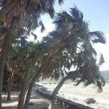 風に向かうビロー樹