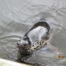 アザラシ、お腹すいてるのかな―？