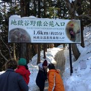 猿の入浴地獄谷温泉