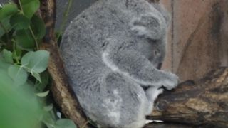 コアラが可愛い！