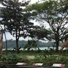 柵なしなのがうれしい