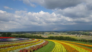 ラベンダーの時期が終わってもきれい