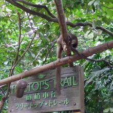 いわゆる放し飼い〜
