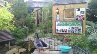 フクロウと写真が撮れます