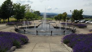 これといった遊具はありません。広い原っぱと花壇です