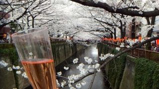 目黒川で桜観賞