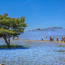 ネモフィラの時期