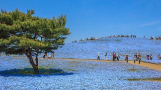 物凄く広い敷地です