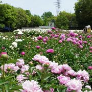 四季の花が楽しめる　運動広場やジョギングコースも