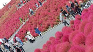 コキアの紅葉を楽しんできました。