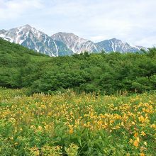 ニッコウキスゲ作八方尾根から白馬三山を望む