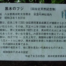 藤の樹だけでなく、説明パネルもしっかり読みましょう。