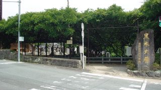 見事な枝ぶりです。