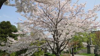 この時期は桜が咲いていました。