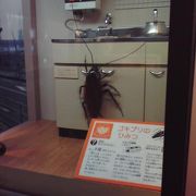 台所に大きなゴキブリが！