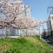 ニ子玉沿いでお花見